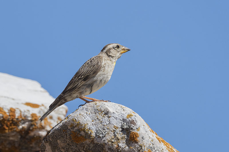 Passera lagia - Petronia petronia